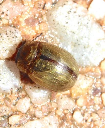 Gonioctena olivacea